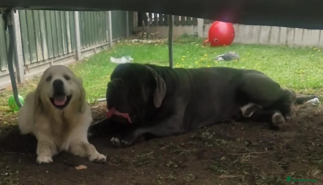 Neapolitan Mastiff dogs for stud: Neopolitan mastiff stud  - Advert 2