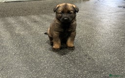 German Shepherd dogs for sale: Part of our family ♥️ - Image 6