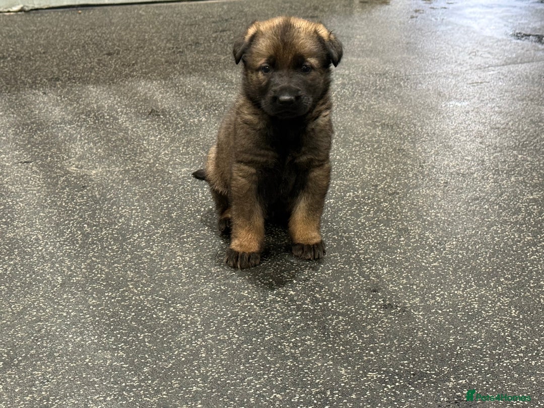 German Shepherd dogs for sale: Part of our family ♥️ - Image 6