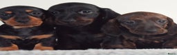 Miniature Dachshund dogs for stud: Kc reg IVDD screened pra clear mini smooth  in Newton Abbot - Advert 17