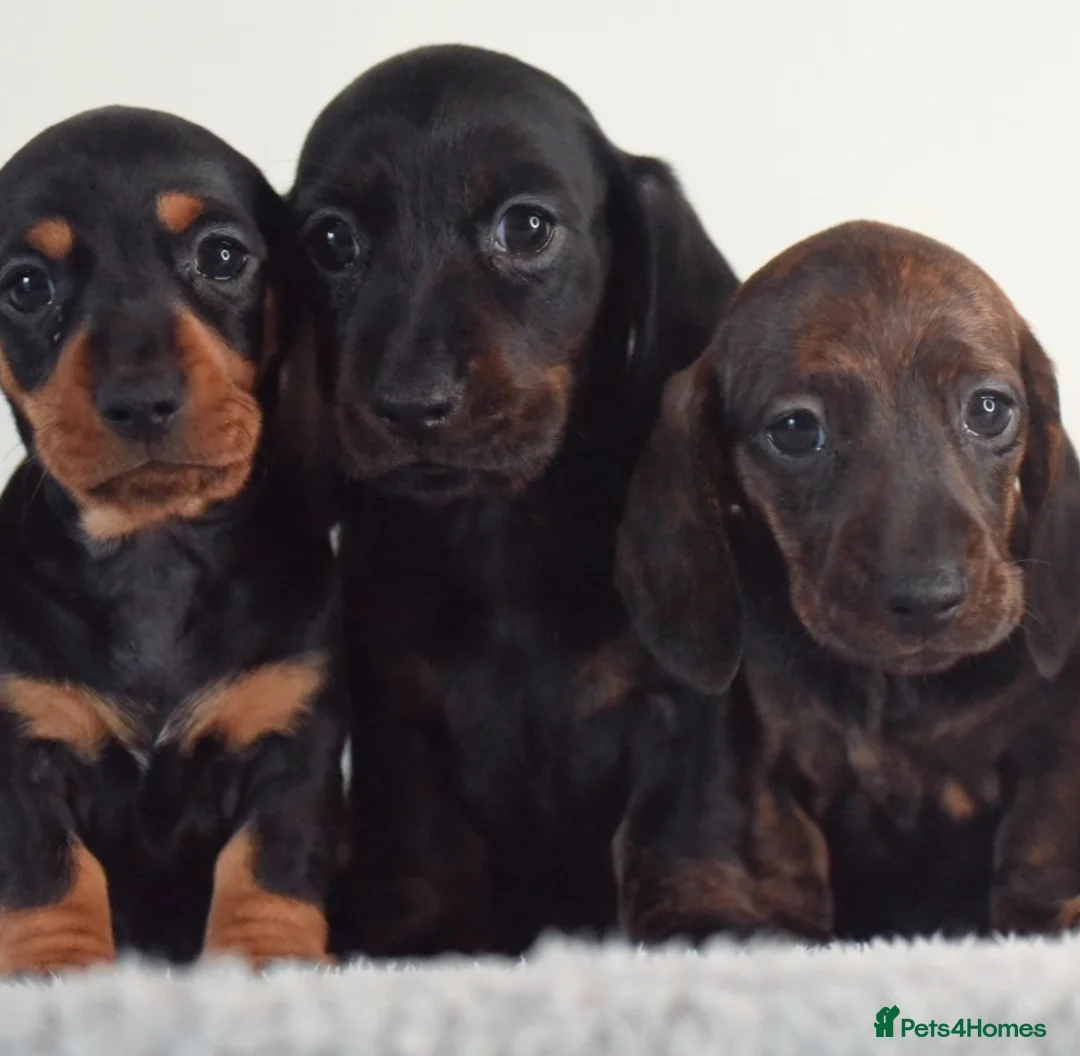 Miniature Dachshund dogs for stud: Kc reg IVDD screened pra clear mini smooth  in Newton Abbot - Advert 17
