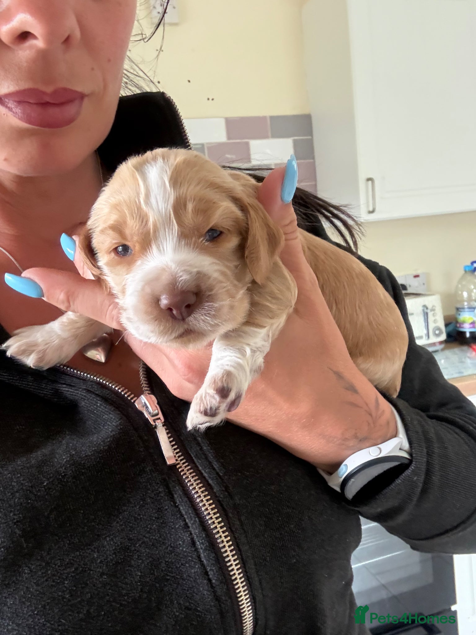 Cocker Spaniel dogs for sale: Absolutely gorgeous cocker pups  - Advert 2