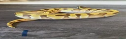 Python Snake reptiles for sale: Hatchling royal pythons. - Advert 4