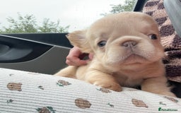 French Bulldog dogs for sale: 2 French bulldog pups - Image 3