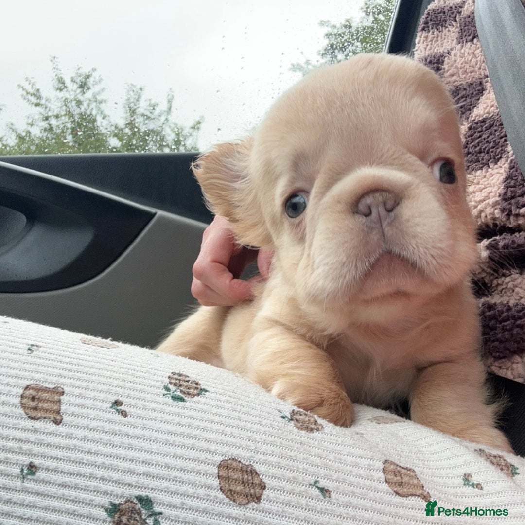 French Bulldog dogs for sale: 2 French bulldog pups - Image 3