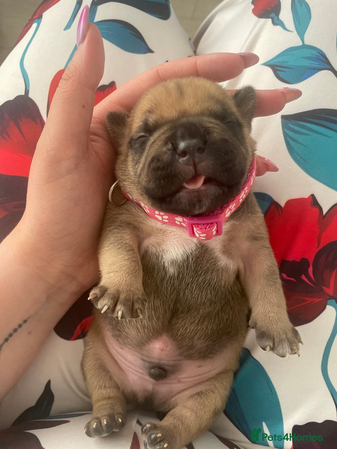 Mixed Breed dogs for sale: Pocket bully cross Chow Chow puppies for sale - Image 4