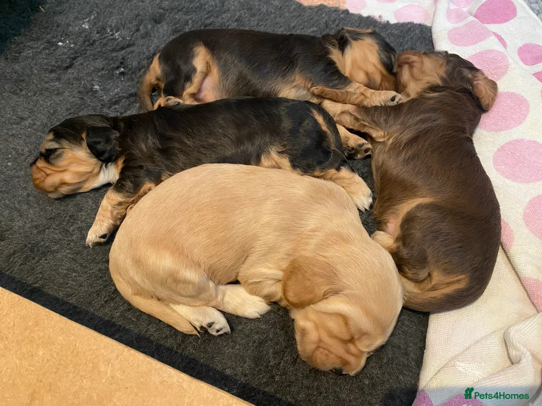 Cocker Spaniel dogs for sale: 4 gorgeous KC cocker spaniel puppies - Advert 1