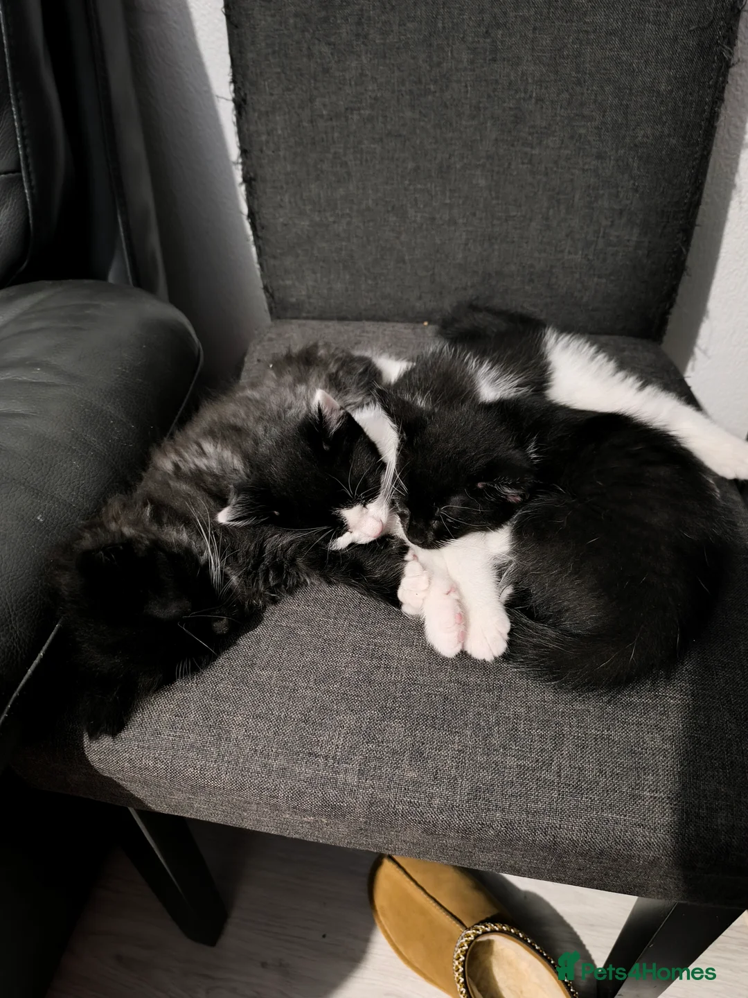 Mixed Breed cats for sale: Long and short hair kittens available now  - Advert 5