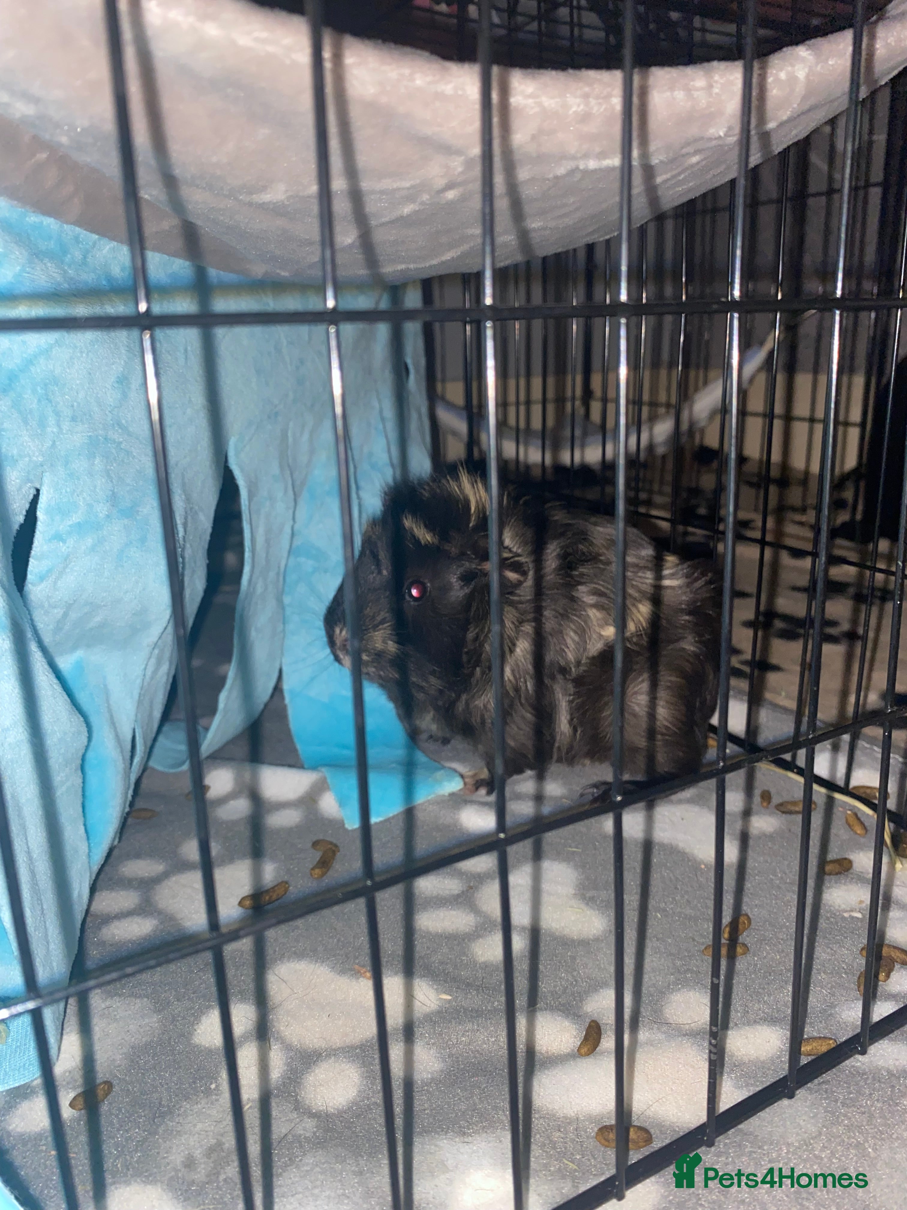 Guinea Pig rodents 2 male bonded Guinea pig and cage and accessories  - Advert 1