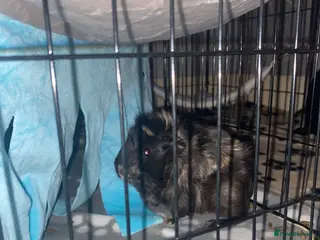 Guinea Pig rodents 2 male bonded Guinea pig and cage and accessories - Advert 1