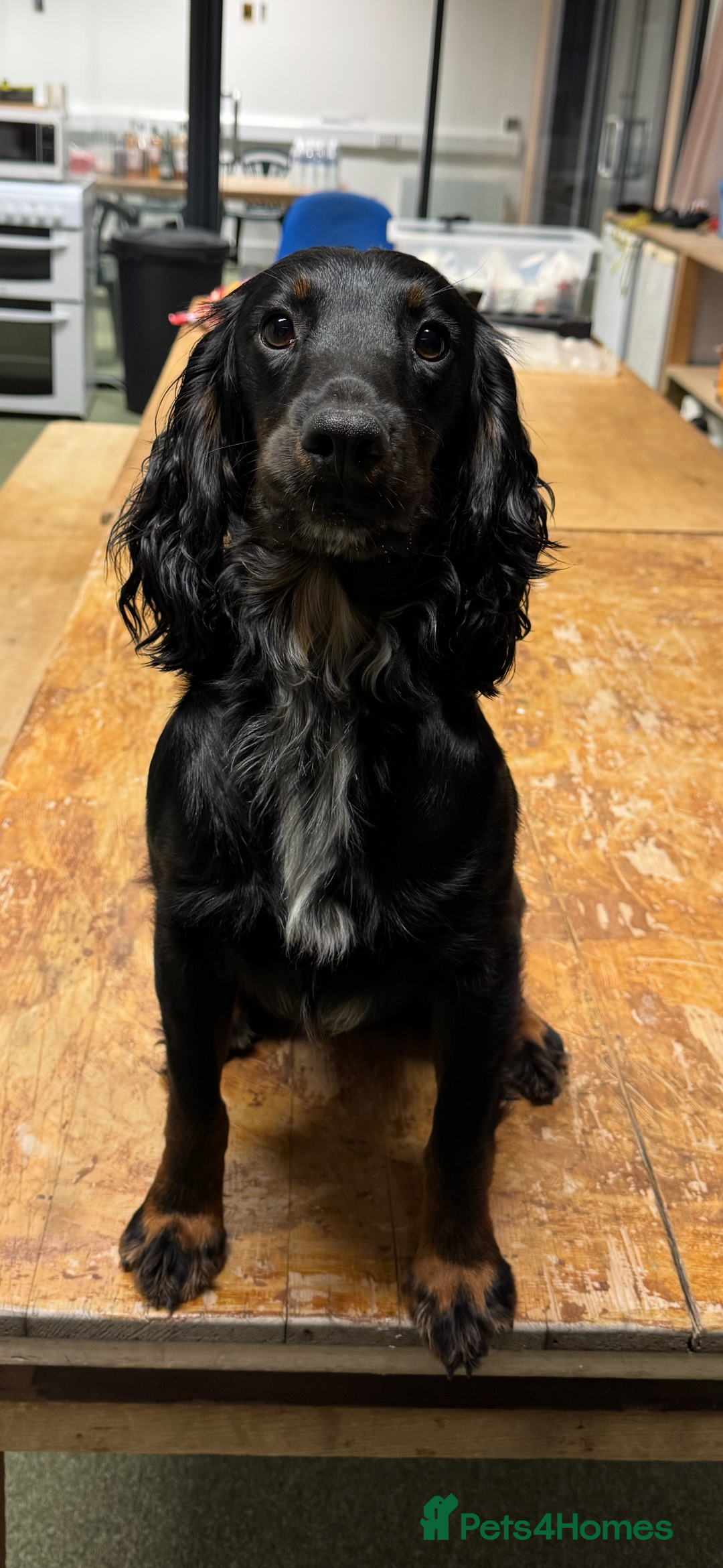 Cocker Spaniel dogs for sale: Working Cocker Spaniel Puppies - Advert 23