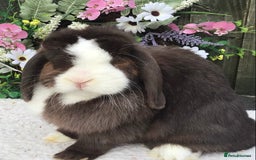 Mini Lop rabbits for sale: Mini lop doe - Image 5