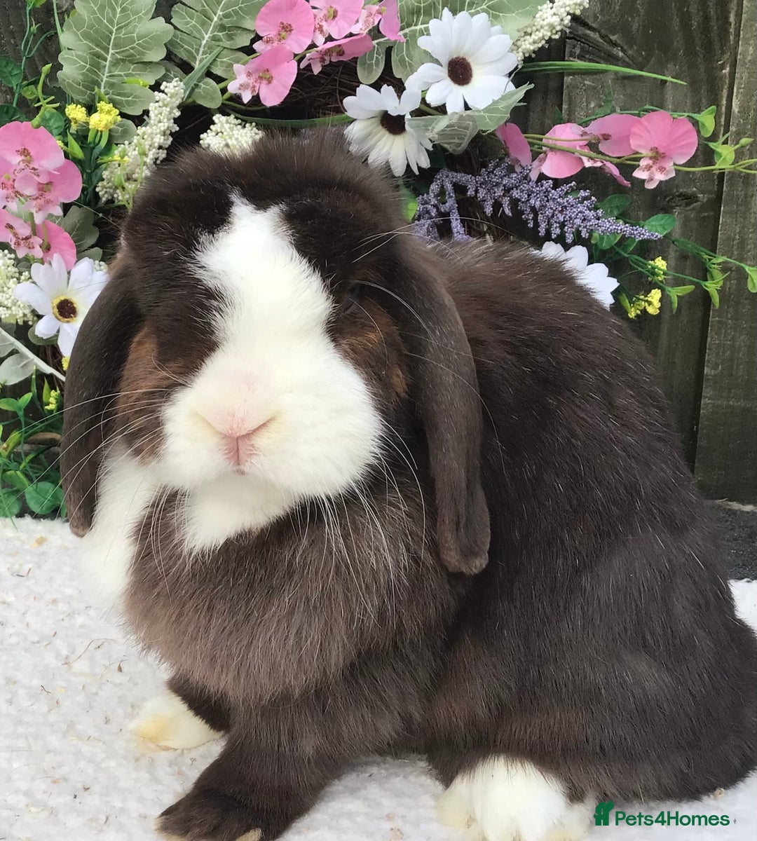 Mini Lop rabbits for sale: Mini lop doe - Image 5