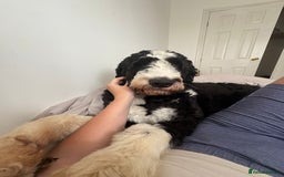 Bernedoodle dogs for stud: Bernadoodle for Stud  - Image 8