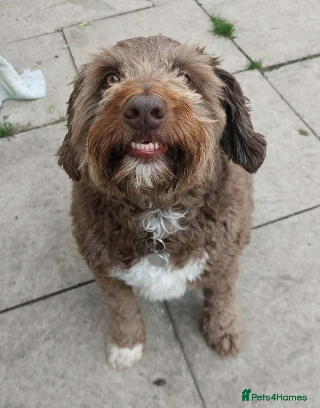 Bordoodle dogs Friendly boy Chaz wants a new forever home - Advert 3