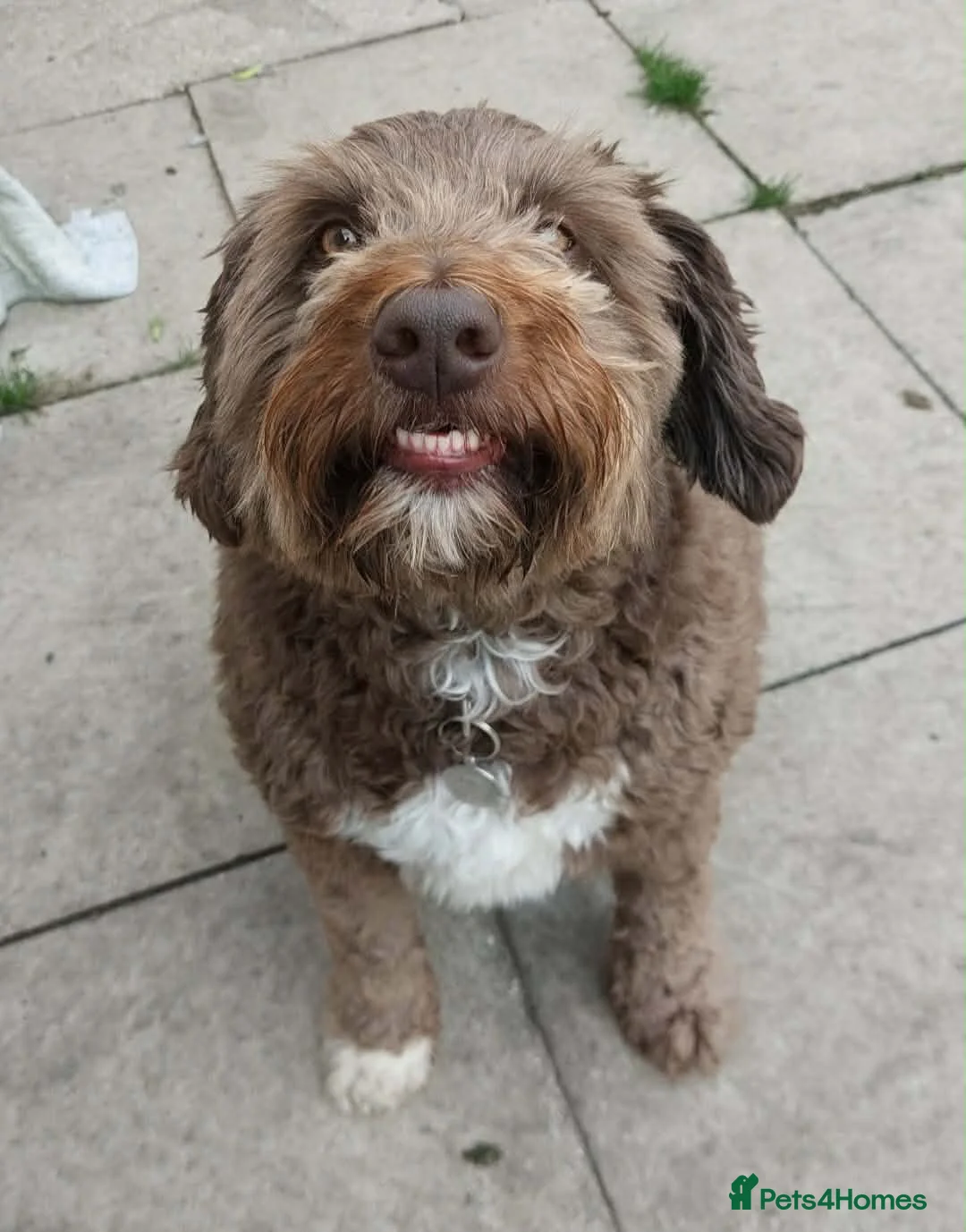Bordoodle dogs for adoption: Friendly boy Chaz wants a new forever home - Advert 1