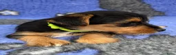 Jack Russell dogs for sale: Stunning Jack Russell Puppies - Advert 9