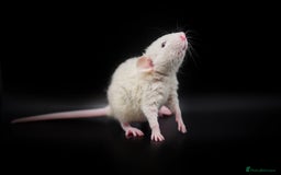 Rat rodents for sale: Lovely Fancy Rat Babies 🐀 - Image 1