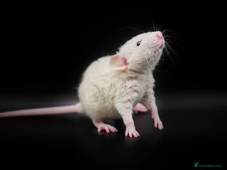 Rat rodents - Advert 4