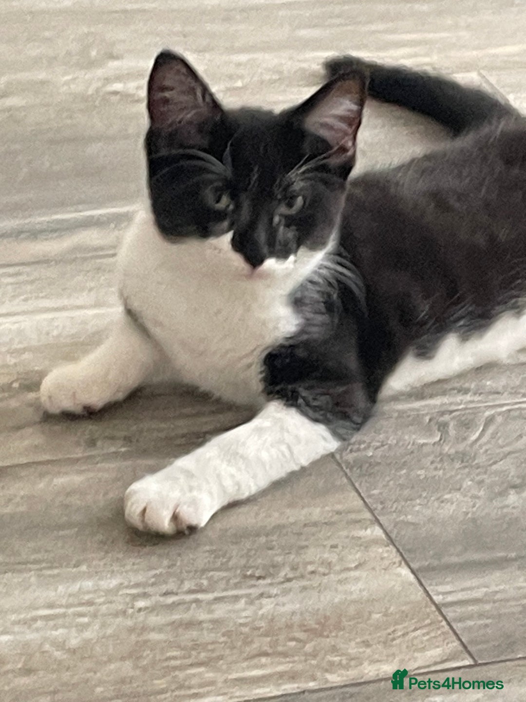 Mixed Breed cats for sale: GENTLE GIRL CAT - Image 3