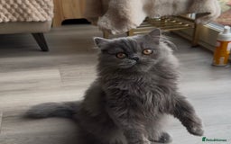 Persian cats for sale: 🐾 Pedigree Himalayan Persian Kittens 🐾 - Image 13