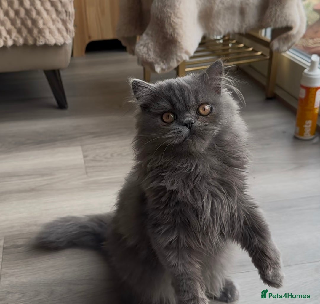 Persian cats for sale: 🐾 Pedigree Himalayan Persian Kittens 🐾 - Image 13