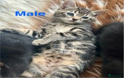 Mixed Breed cats for sale: Kittens ready for forever homes  - Image 3
