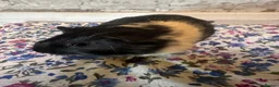 Guinea Pig rodents for sale: Baby guinea pig/ boys - Advert 4