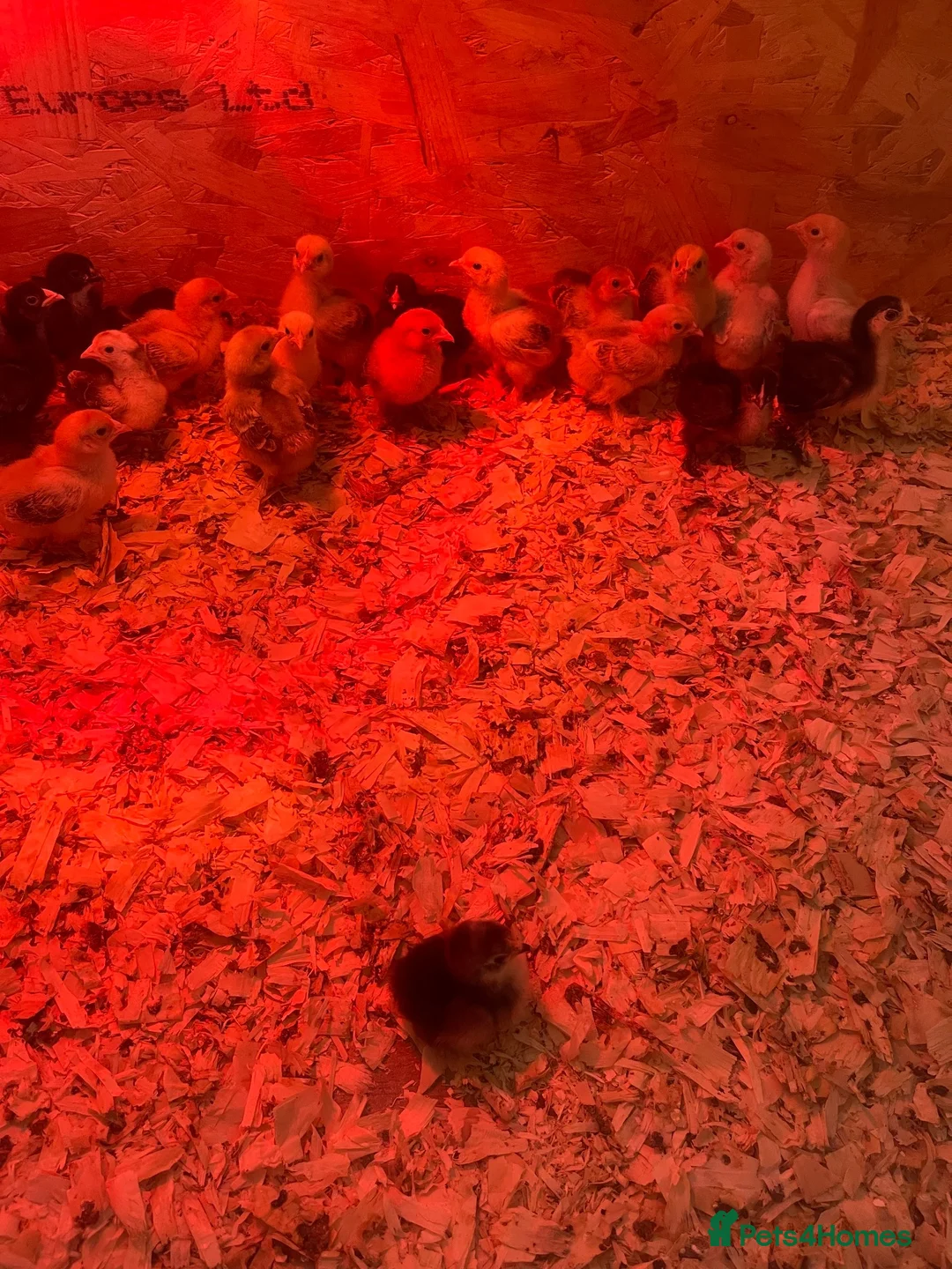 Chickens poultry for sale: Pekin bantam chicks - Advert 2