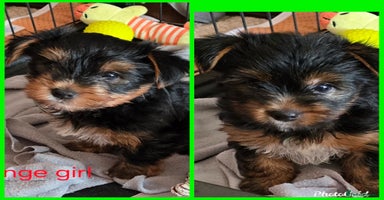 Yorkshire Terrier dogs - Advert 8