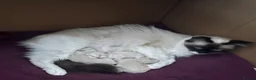Ragdoll cats for sale: Male ragdoll kitten in Walsall - Advert 2