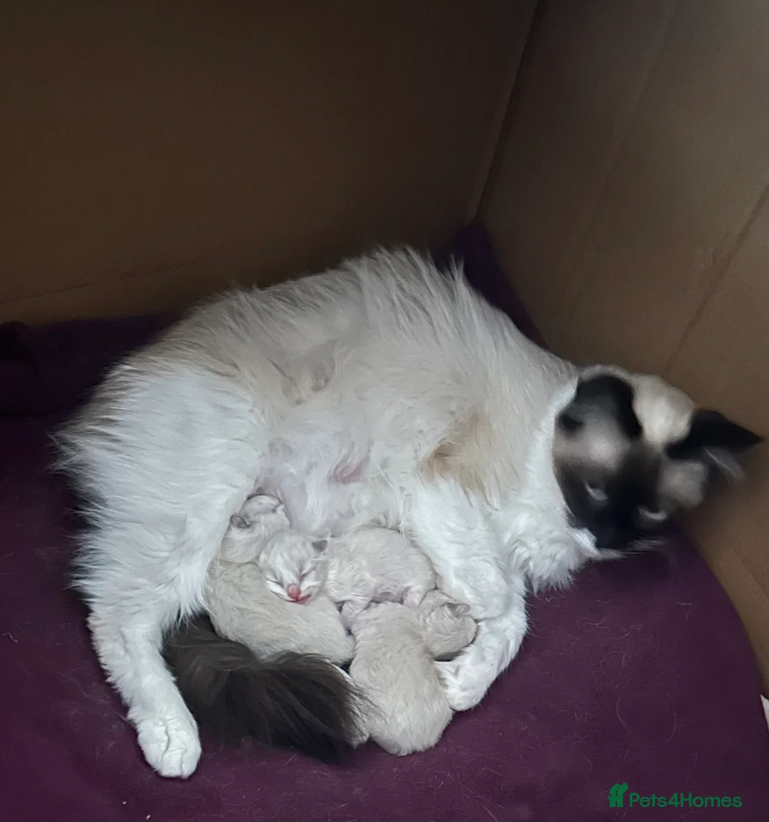 Ragdoll cats for sale: Male ragdoll kitten in Walsall - Advert 2