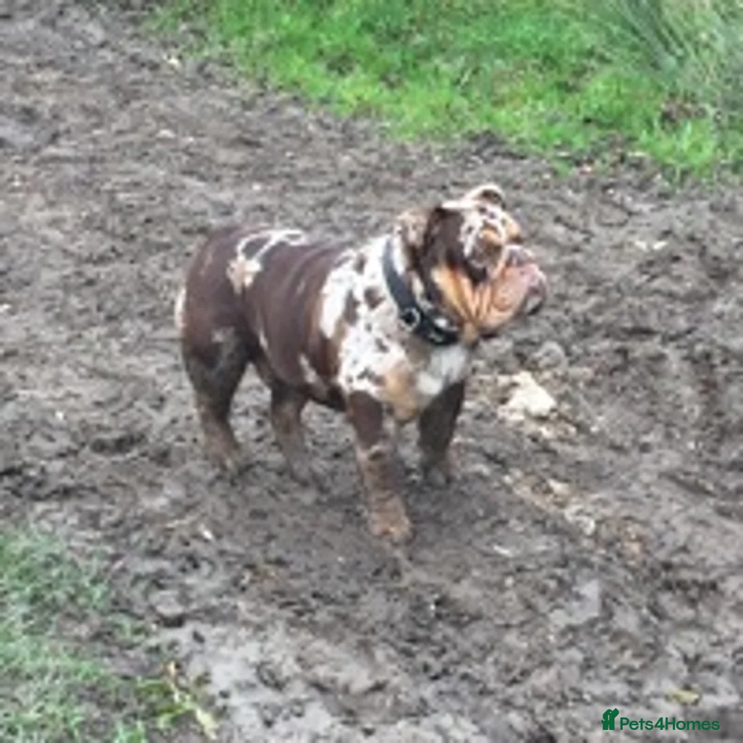 English Bulldog dogs for stud: 💙🍫FRANK🍫💙 in Southampton - Advert 3