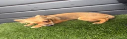 Jack Chi dogs for sale: Chijacks for sale  - Advert 3
