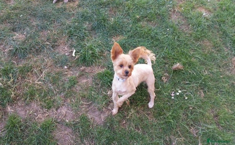 Mixed Breed dogs - Advert 4