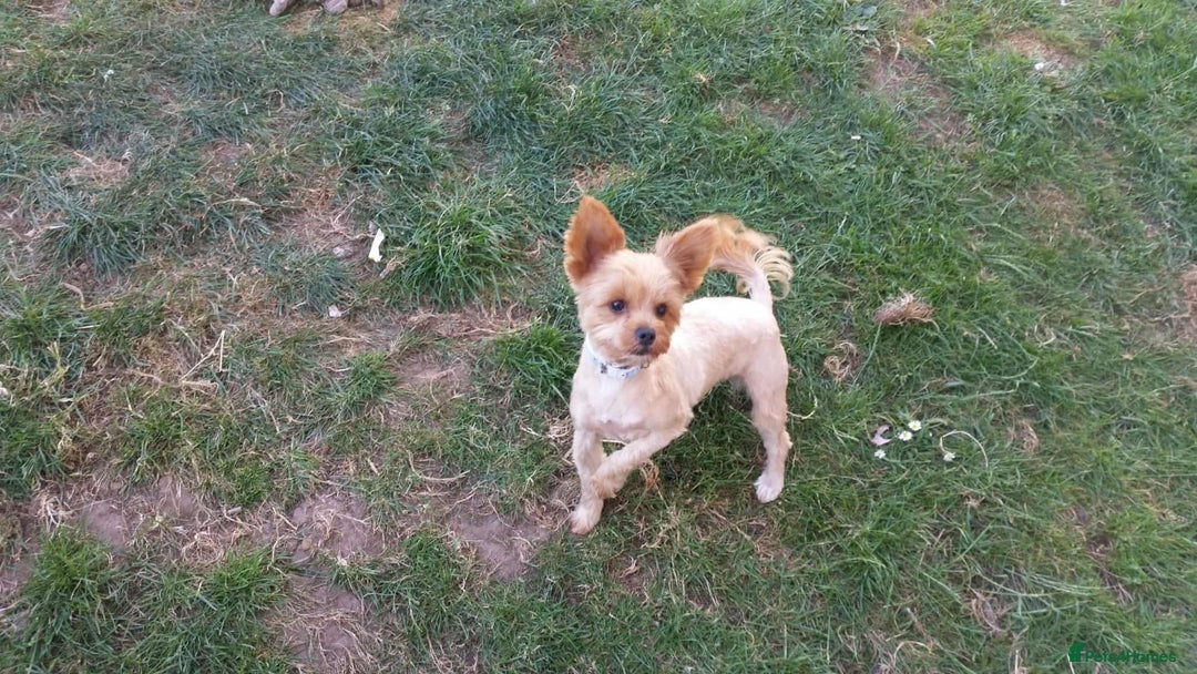 Mixed Breed dogs for sale: Minituare Yorkie cross dachshund puppies - Image 1