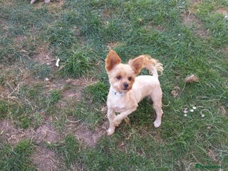 Mixed Breed dogs for sale - Advert 1