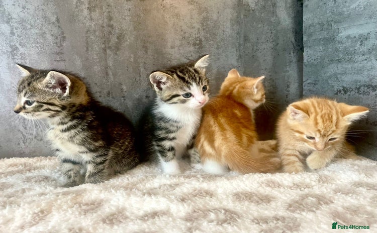 Mixed Breed cats - Advert 6