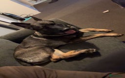 German Shepherd dogs for sale: Female German shepherd - Image 4