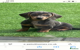 Miniature Dachshund dogs for sale: Miniture dachshund puppies - Image 1