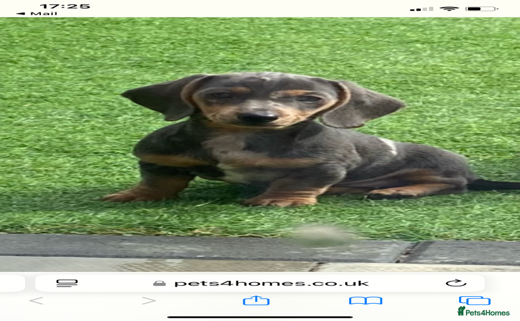 Miniature Dachshund dogs - Advert 1