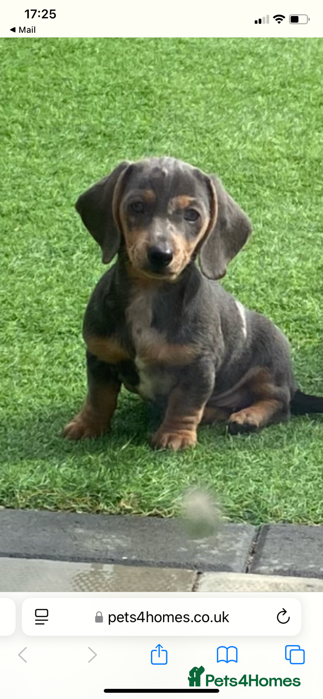 Miniature Dachshund dogs for sale: Miniture dachshund puppies - Image 1