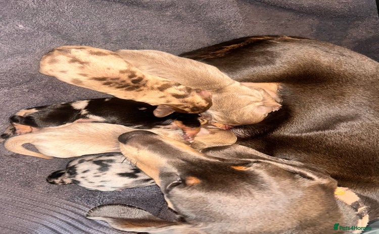 Miniature Dachshund dogs - Advert 11