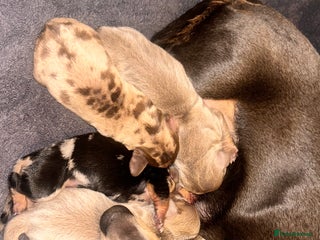 Miniature Dachshund dogs Miniature dachshund puppies for sale - Advert 5