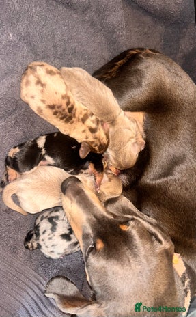 Miniature Dachshund dogs - Advert 4