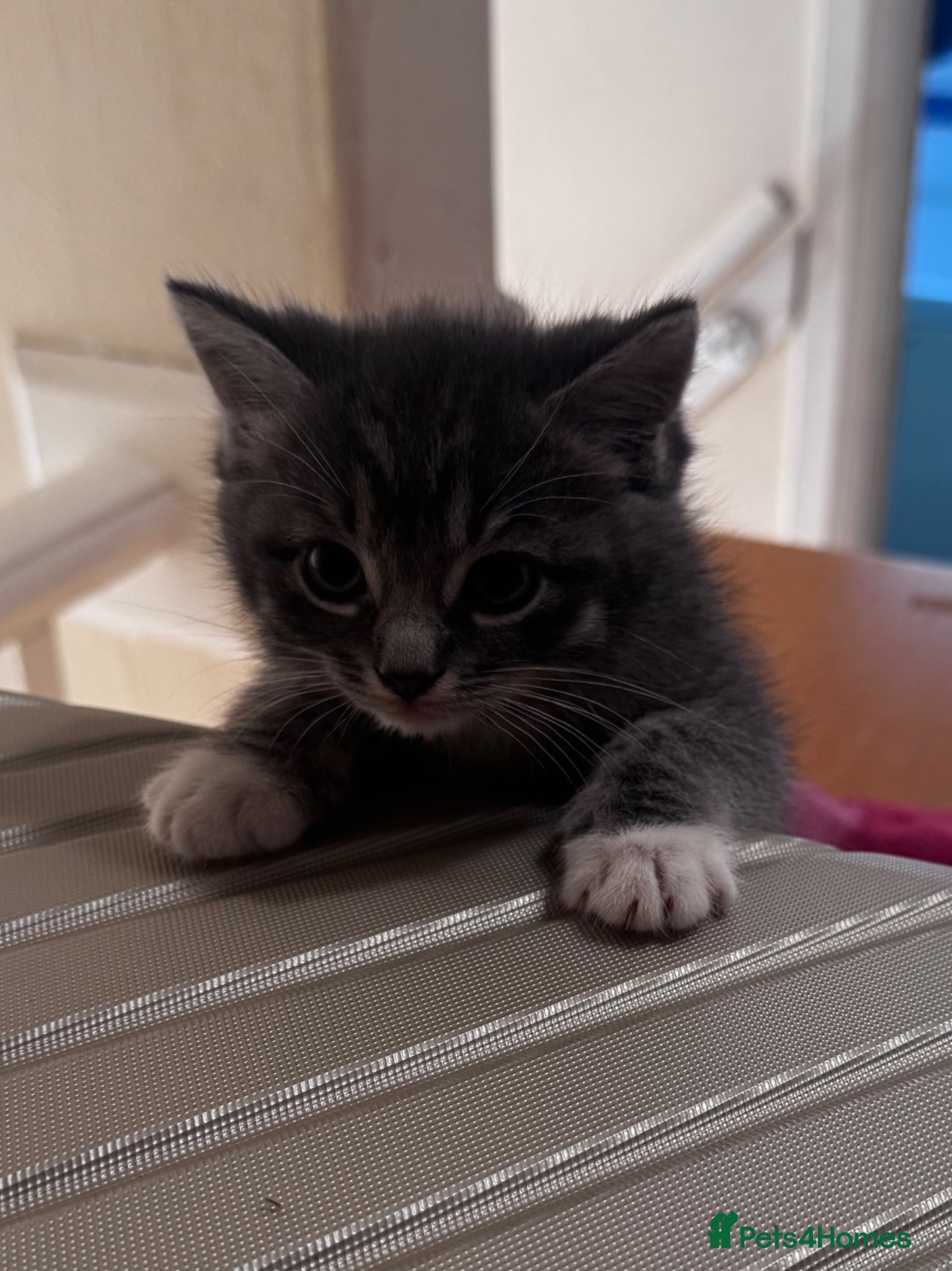 Ragdoll Kitten 3