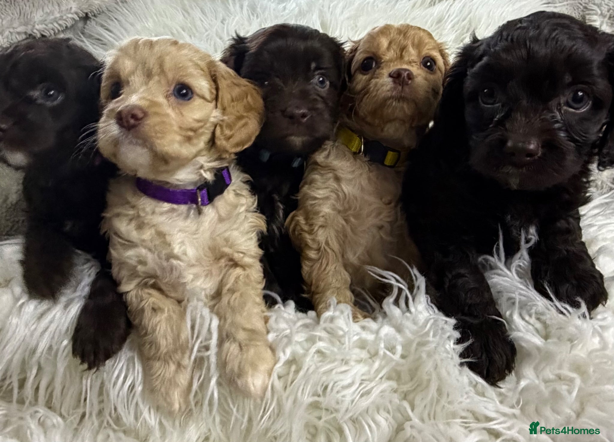 Cavapoo dogs AMAZING FULLY HEALTH TESTED F1 CAVAPOO PUPS - Advert 2