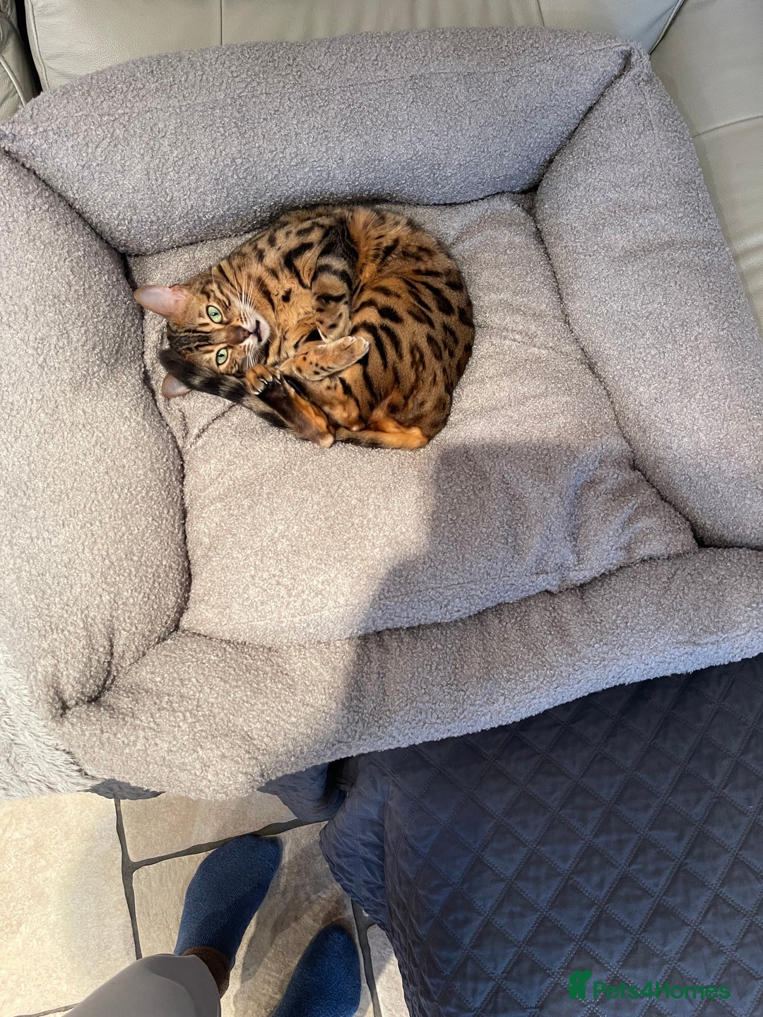 Bengal cats for sale: 2 adult bengals - Image 3