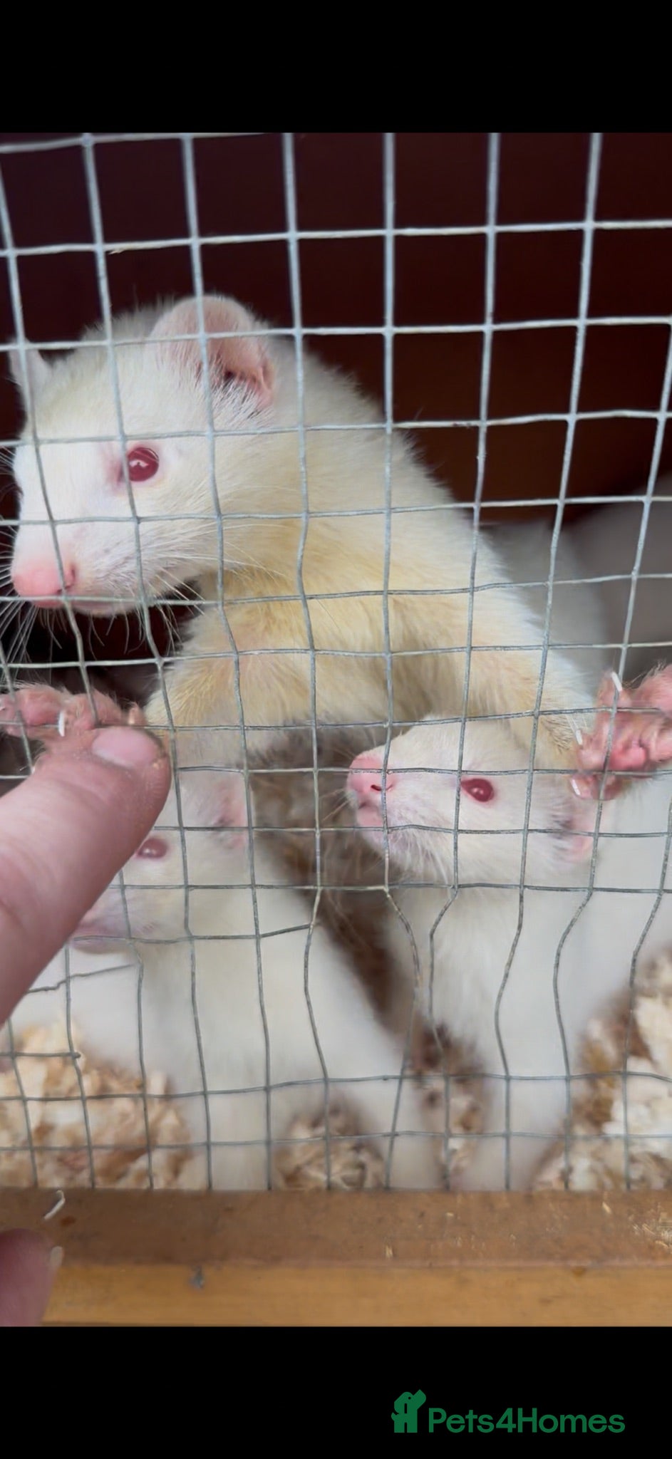 Ferret rodents Ferrets for sale  - Advert 4