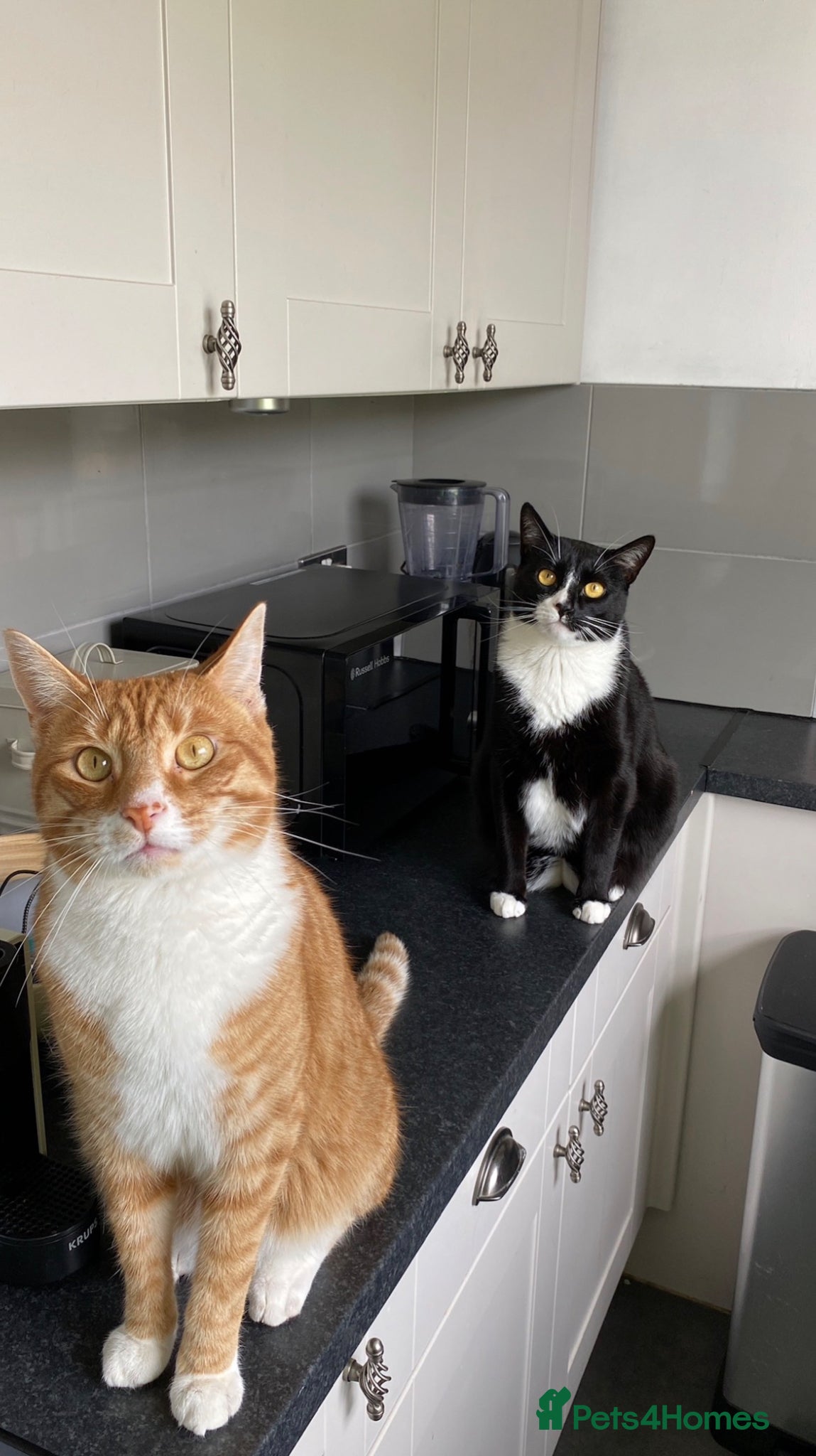 Domestic Shorthair cats Brother cats for sale - Advert 1